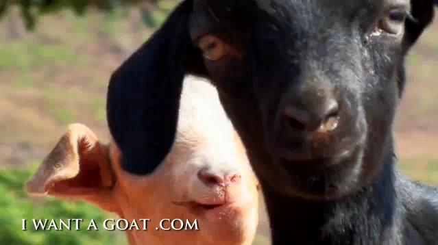 i-want-a-goat
